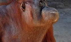 Female orangutan - Bioparc Spain Female orangutan - Bioparc Spain