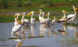 Pelicans close up Pelicans close up