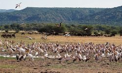 Massed Pelicans Massed Pelicans