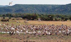 Massed Pelicans Massed Pelicans