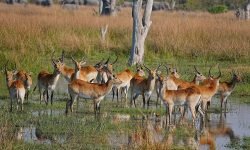 Red lechwe herd with Elephants behind Red lechwe with Elephants behind