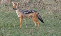 Silver (black-backed) jackal