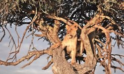 Tree climbing lion of Maasai Mara 2022 (2) Tree climbing lion of Maasai Mara 2022 (2)