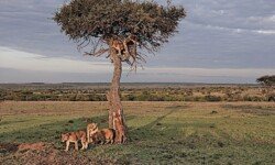 Tree climbing lions of Maasai Mara 2022 (1) Tree climbing lions of Maasai Mara 2022 (1)