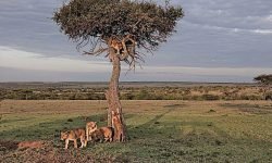 Tree climbing lions of Maasai Mara 2022 (1) Tree climbing lions of Maasai Mara 2022 (1)