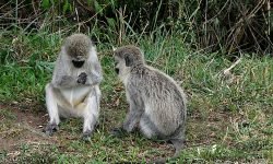 Two young vervet monkeys playing Two young vervet monkeys playing
