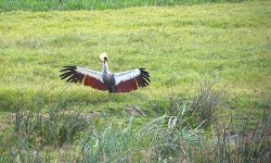 Uganda Crane displaying Uganda Crane displaying