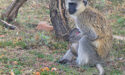 Vervet monkey with baby Vervet monkey with baby