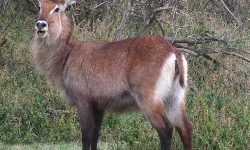Waterbuck female Waterbuck female