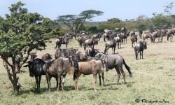 Wilderbeest herd Wildebeest herd