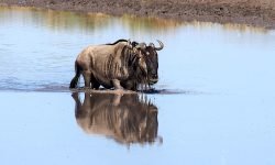 Lone wildebeest wades in river Lone wildebeest wades in river
