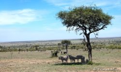 shade is at a premium shade is at a premium