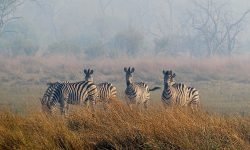 Zebras with wildfire coming up behind Zebras with wildfire coming up behind