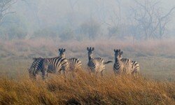 Zebras with wildfire coming up behind Zebras with wildfire coming up behind