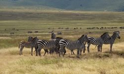 Zebra herd Zebra herd