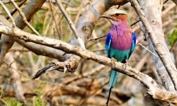 Lilac Breasted Roller Lilac Breasted Roller