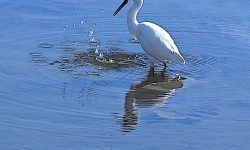 Egret fishing at La Cala beach (Spain) egret fishing La Cala beach (Spain)