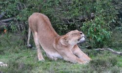 lion stretching lion stretching