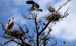Storks in tree (Tanzania) Storks in tree (Tanzania)