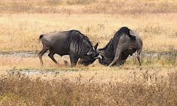 Wildebeest males battle for dominance Wildebeest males battle for dominance