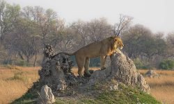 Anxious male watches as two of his females wander off Anxious male watches as two of his females wander off