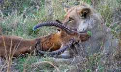 Lion with kill in evening light Lion with kill in evening light