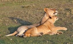 Male lion and cub - unusual affection Male lion and cub - unusual affection