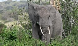 Elephant browsing Elephant browsing