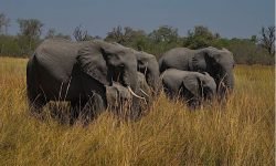 Elephants in a stationary line for over 15 minutes - rather unusual Elephants in a stationary line for over 15 minutes - rather unusual