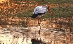 Red billed stork in last light Red billed stork in last light