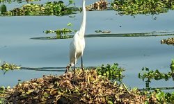 Egret floating down river (Kerala) Egret floating down river (Kerala)
