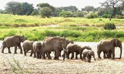 Elephants arrive at river - more coming behind Elephants arrive at river - more coming behind
