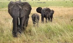 Small family on the move Small family on the move