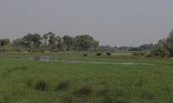 Grazing the Okavango expanse Grazing the Okavango expanse