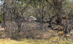 lioness rest in our camp just 25m from tents lioness rest in our camp just 25m from tents